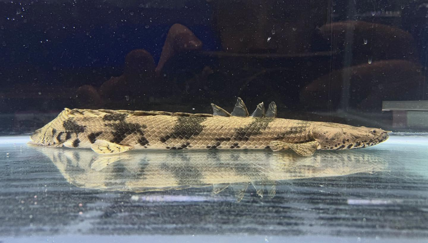 aquastyleg.base.shop/items/117...