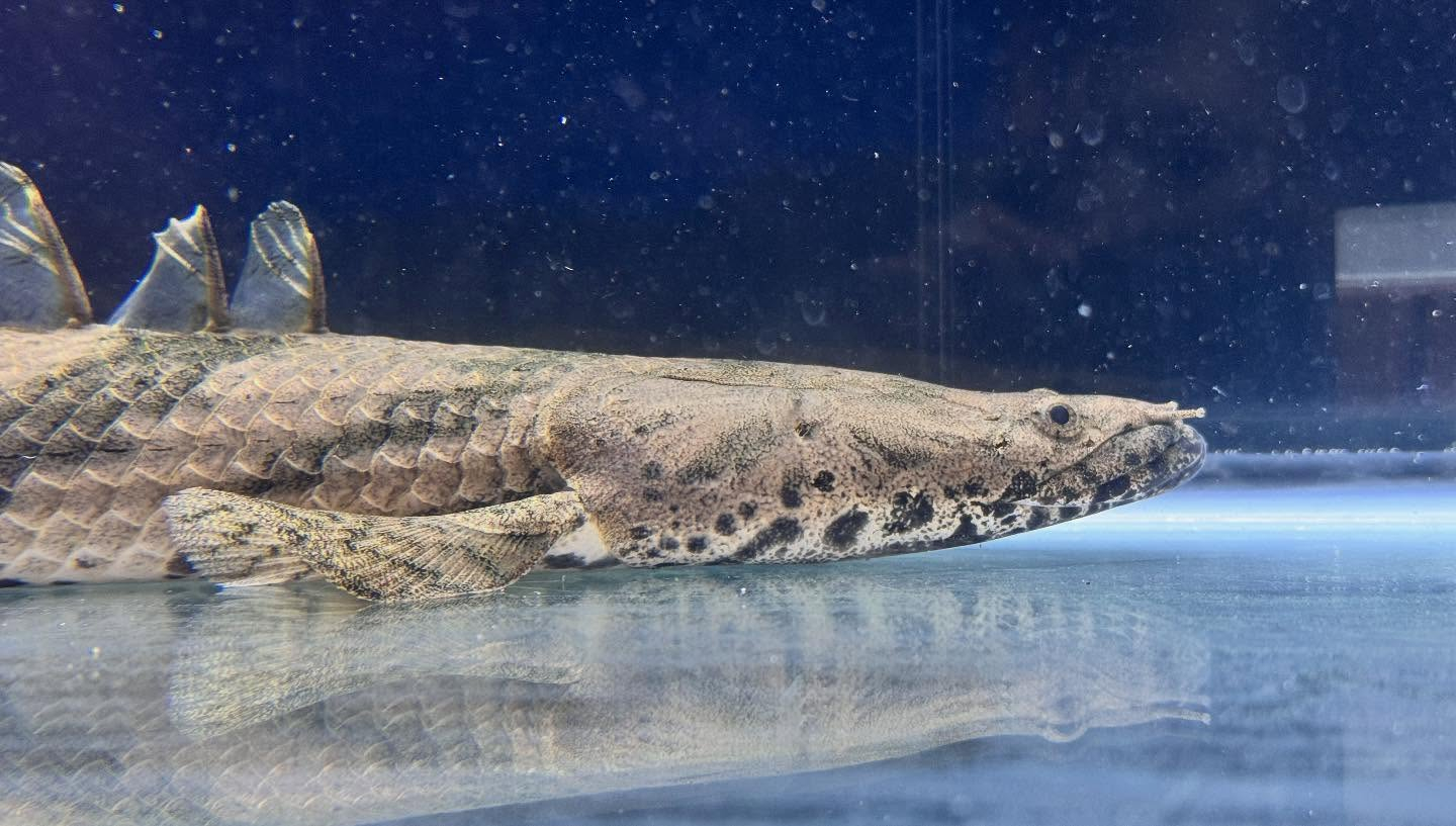 aquastyleg.base.shop/items/117...