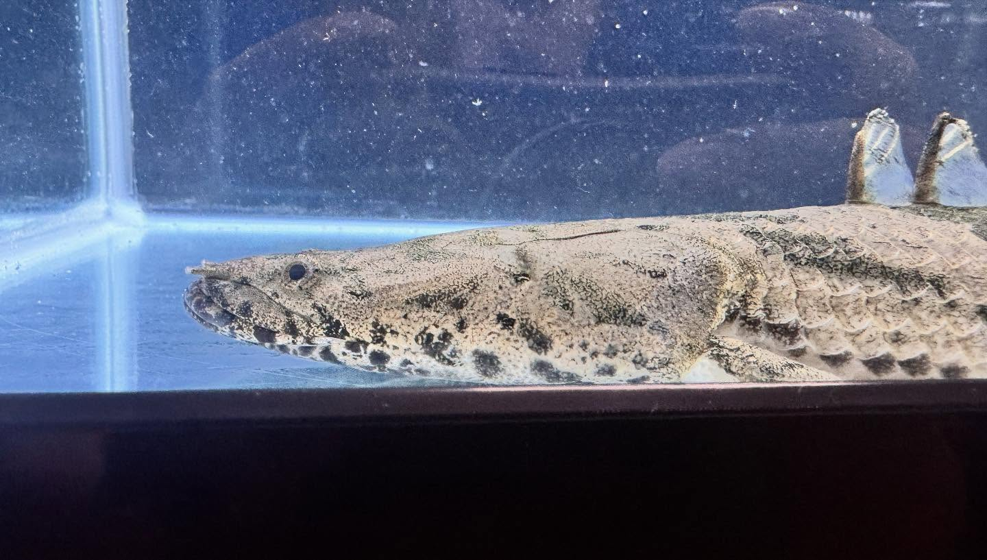 aquastyleg.base.shop/items/117...