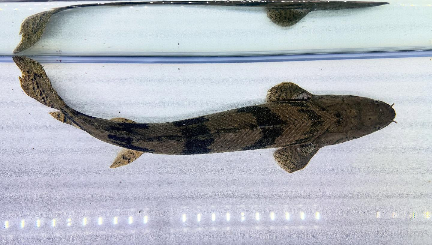 aquastyleg.base.shop/items/117...