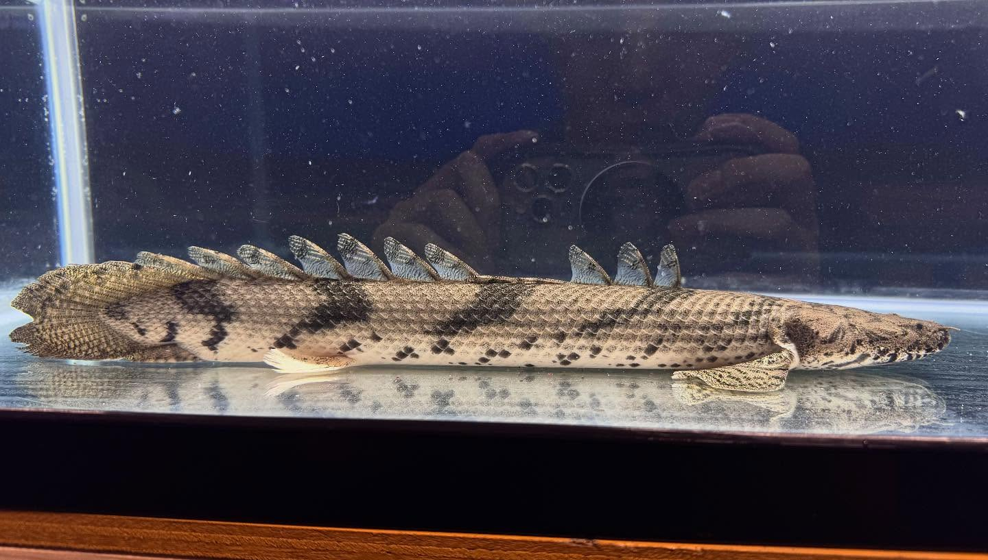 aquastyleg.base.shop/items/117...