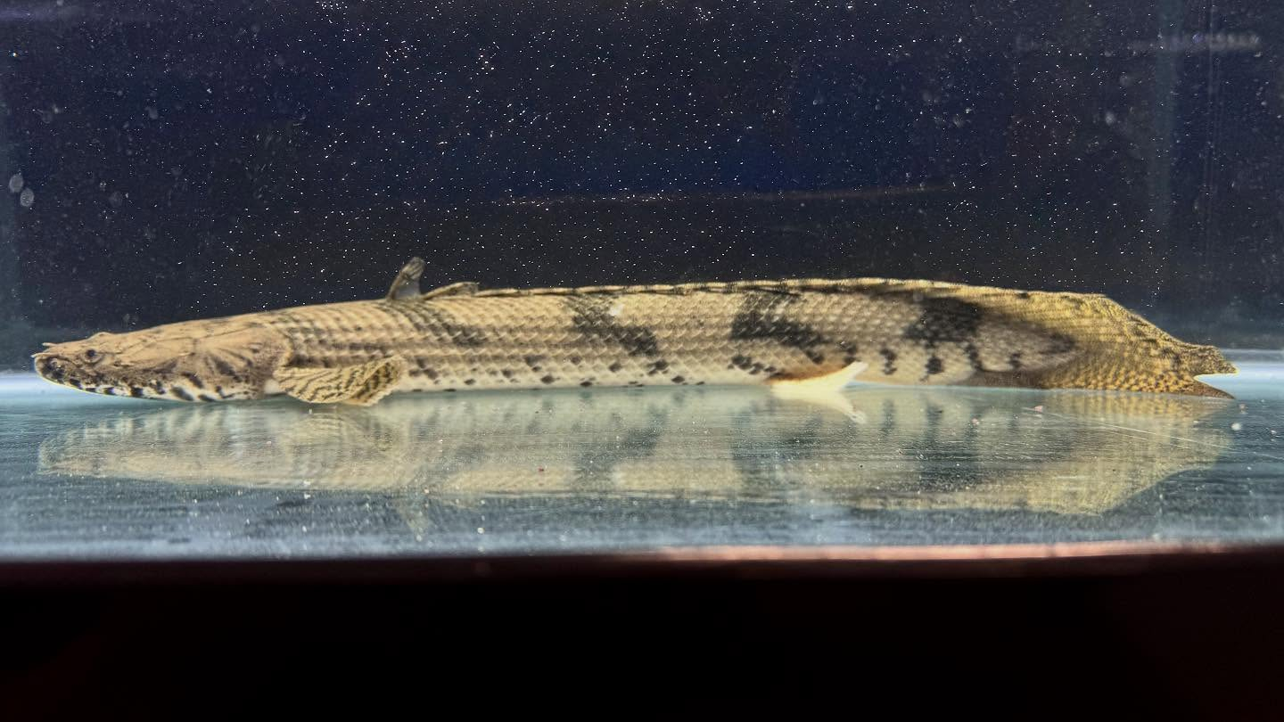 aquastyleg.base.shop/items/117...