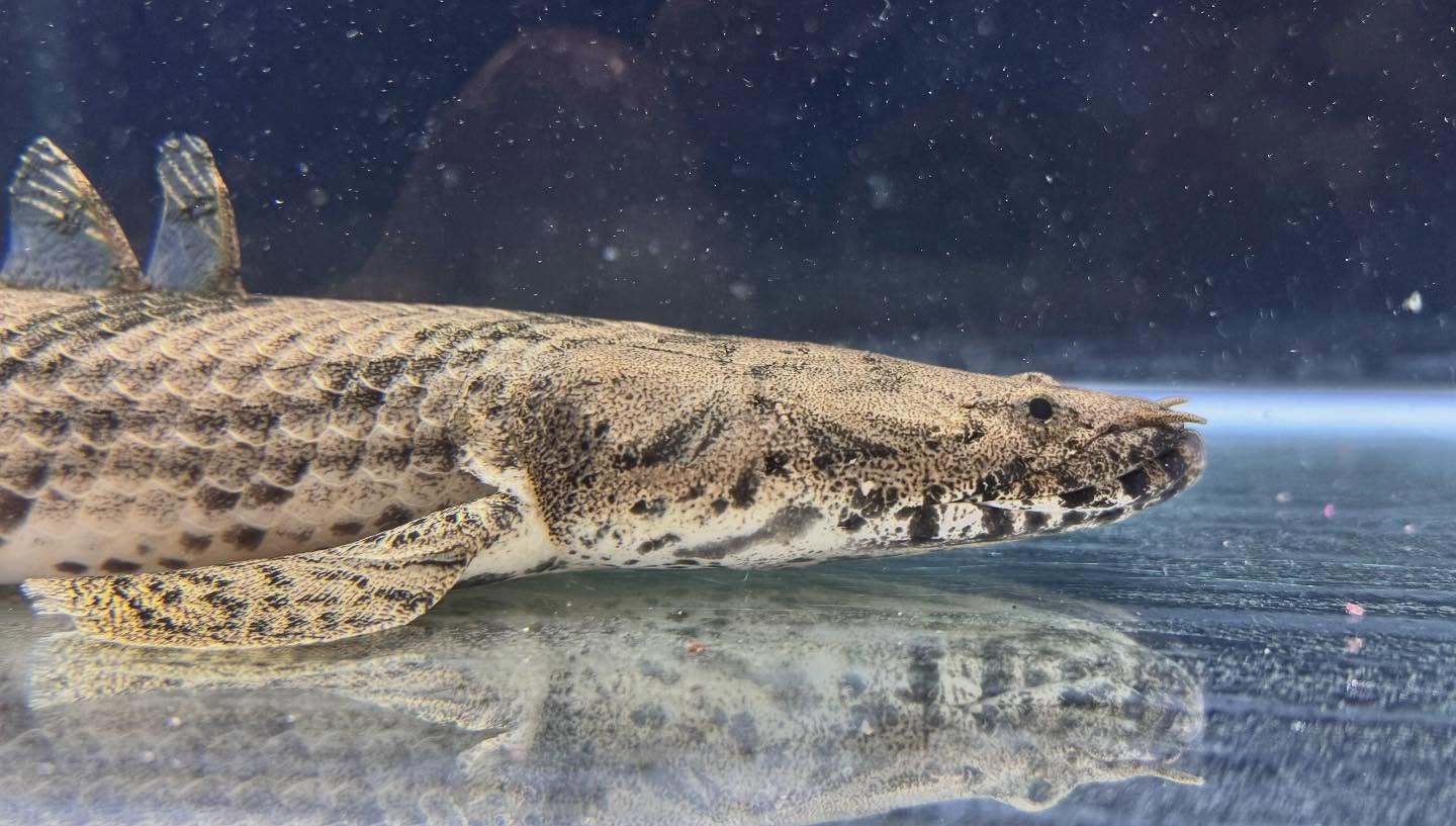 aquastyleg.base.shop/items/117...