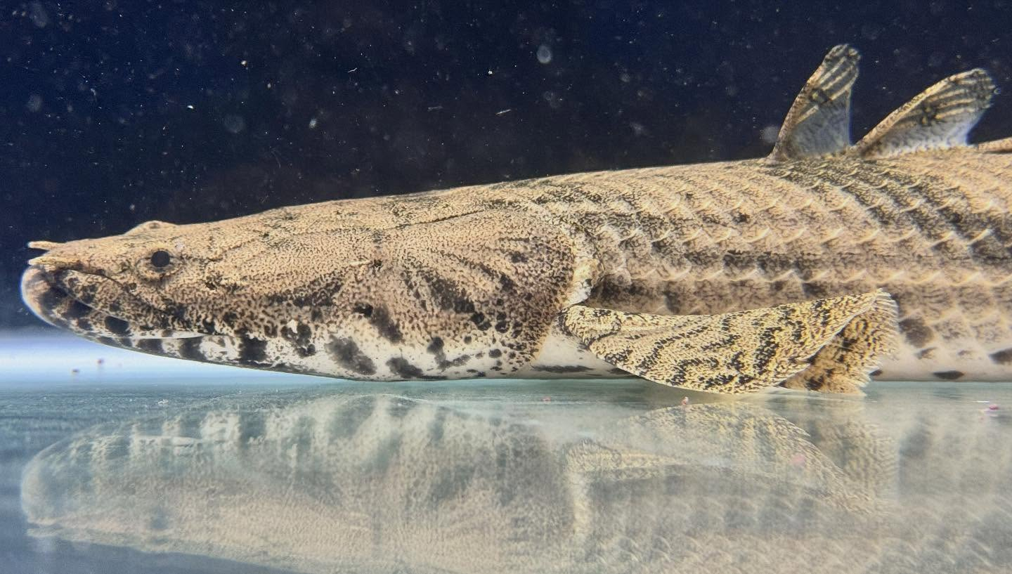 aquastyleg.base.shop/items/117...