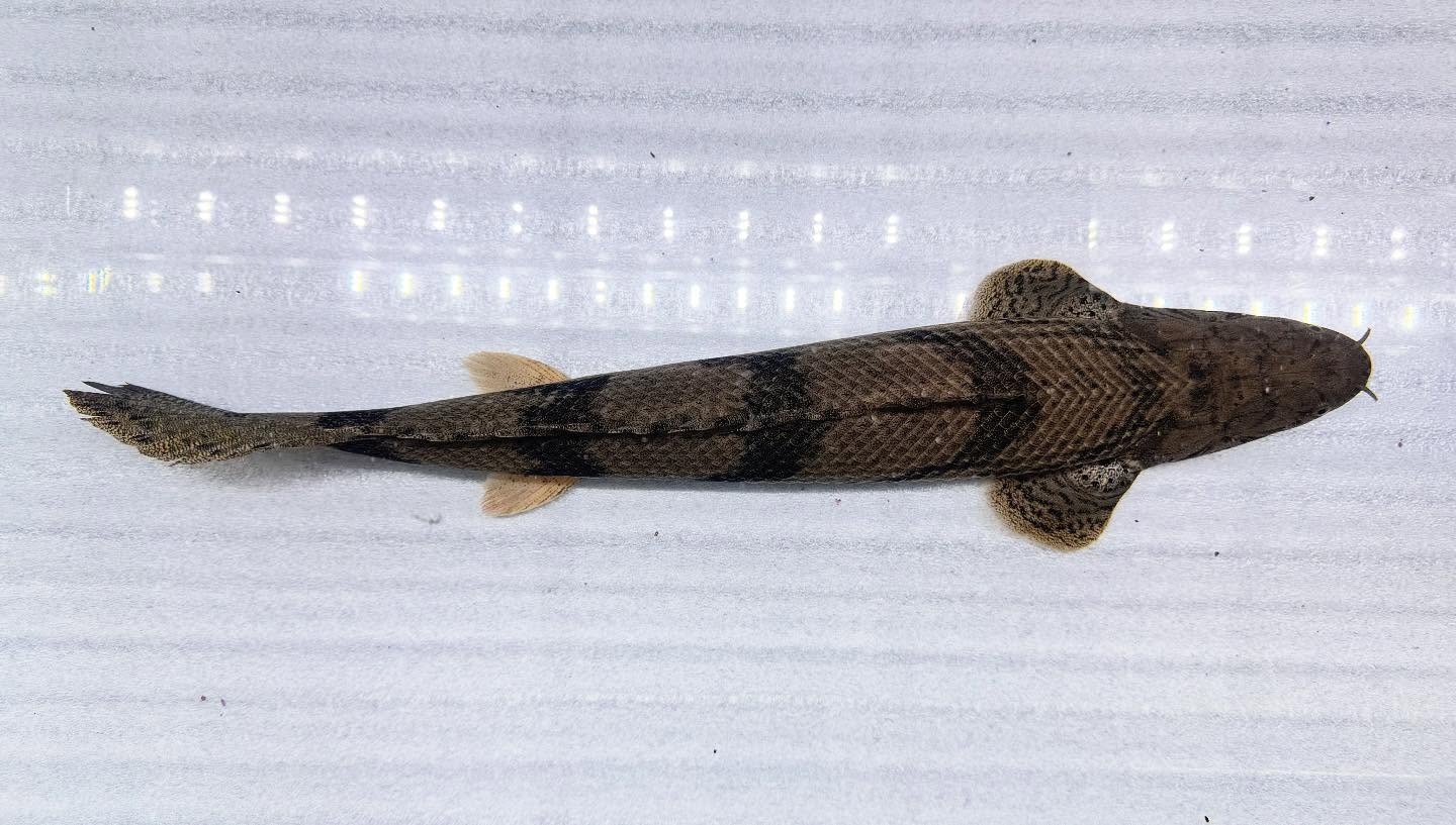 aquastyleg.base.shop/items/117...