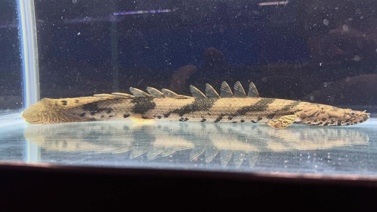 aquastyleg.base.shop/items/117...