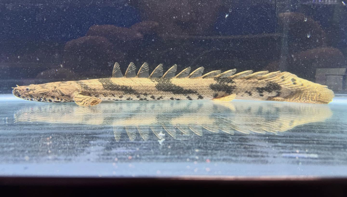 aquastyleg.base.shop/items/117...