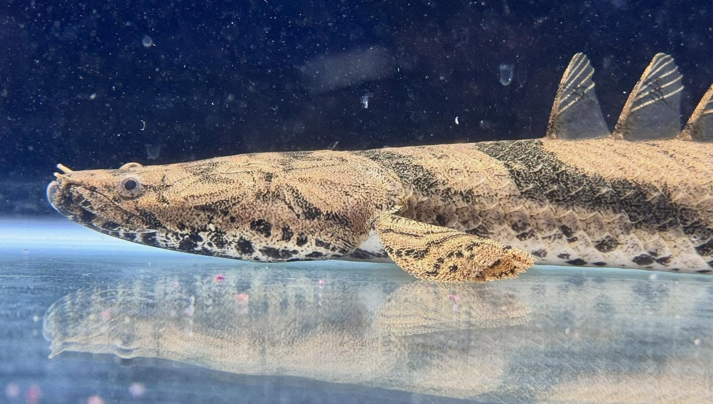 aquastyleg.base.shop/items/117...