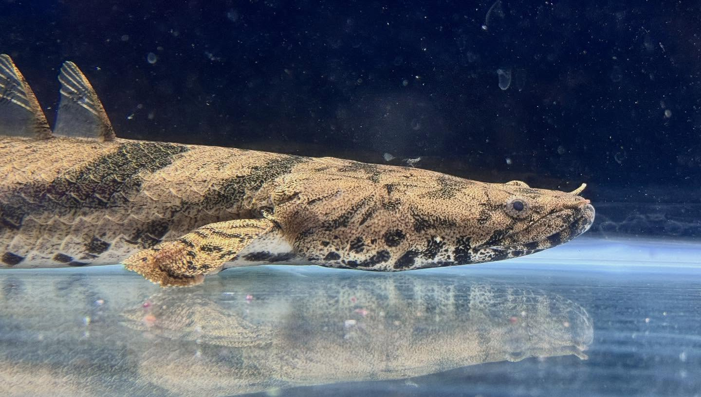 aquastyleg.base.shop/items/117...