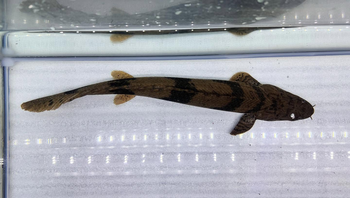 aquastyleg.base.shop/items/117...