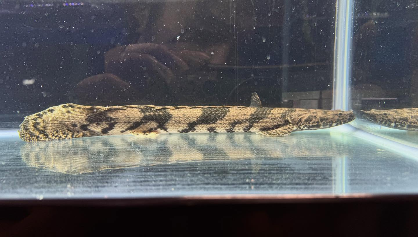 aquastyleg.base.shop/items/117...