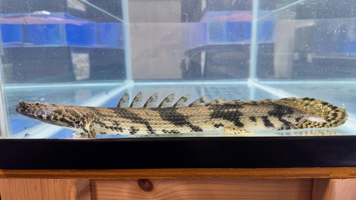 aquastyleg.base.shop/items/117...