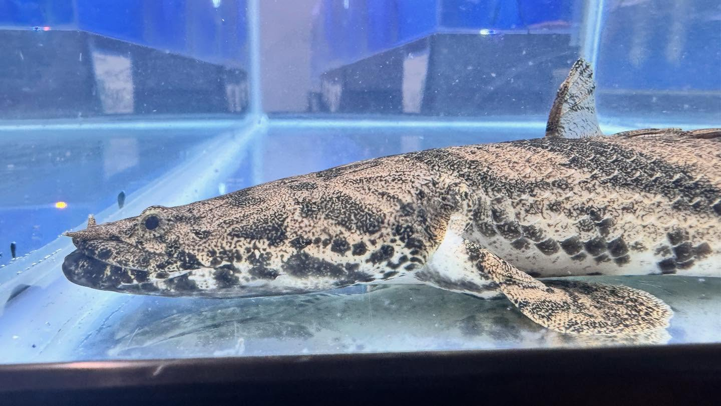 aquastyleg.base.shop/items/117...