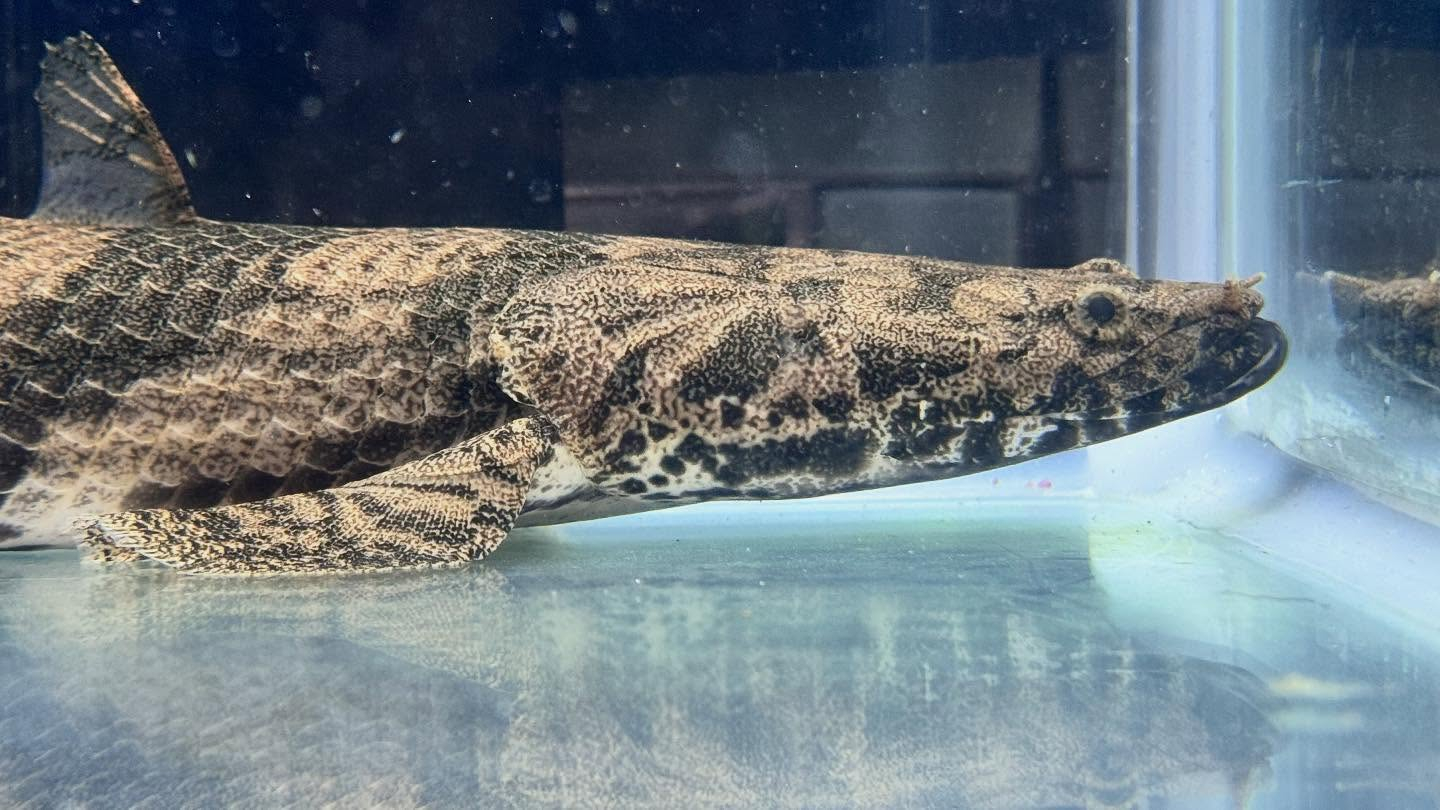 aquastyleg.base.shop/items/117...