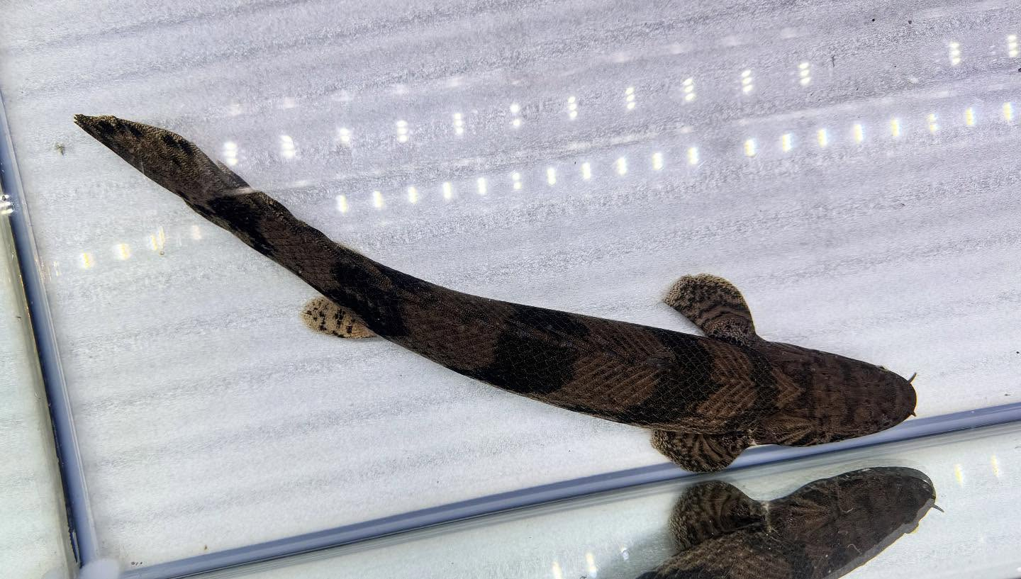 aquastyleg.base.shop/items/117...