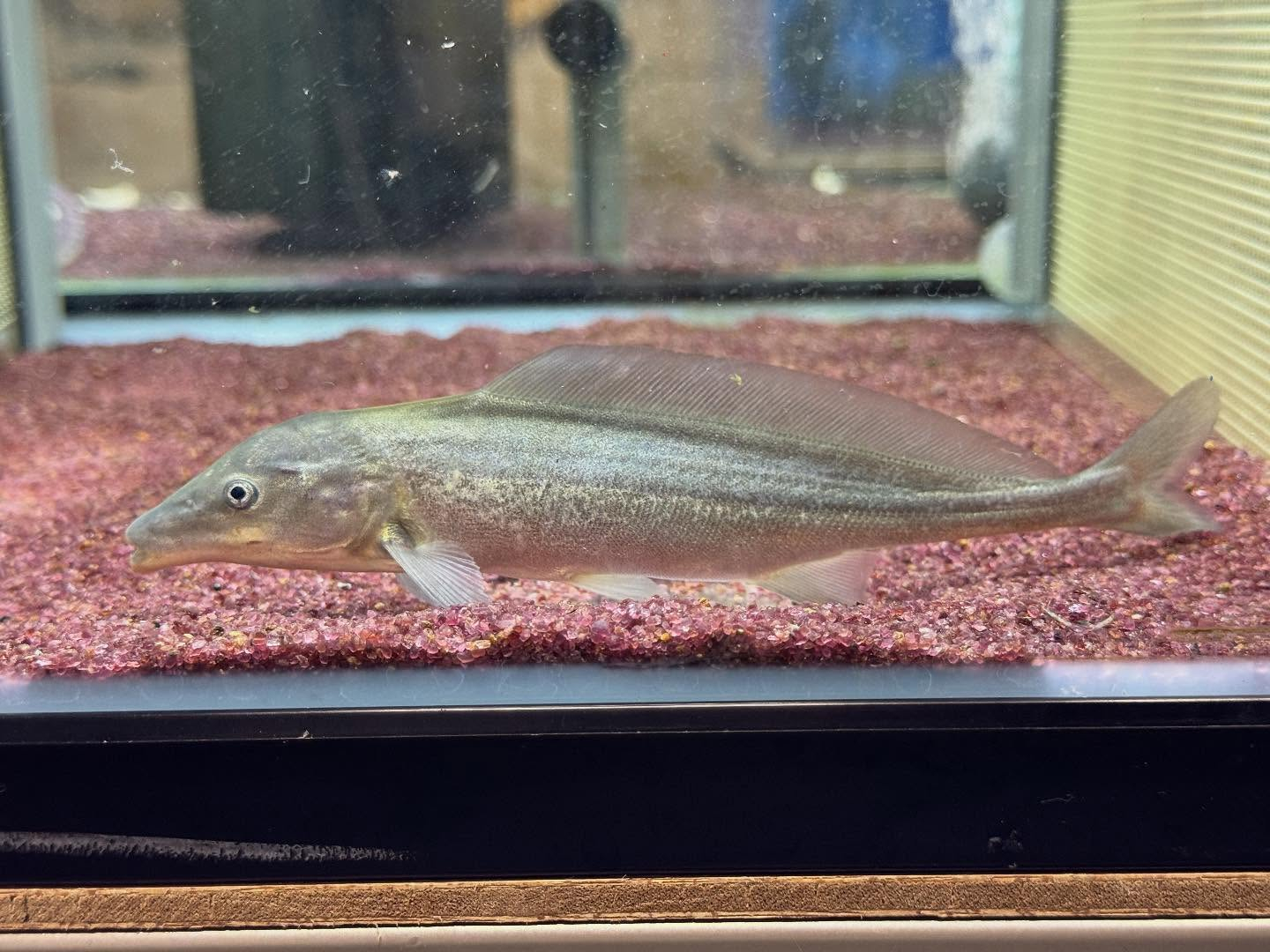 モルミルス ルメ (ドルフィンモルミルス)