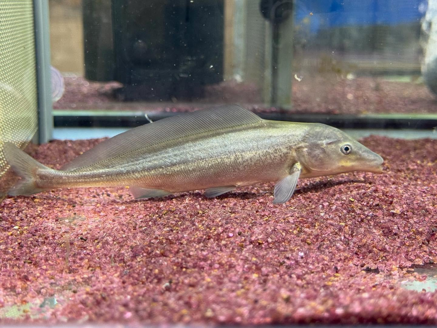 モルミルス ルメ (ドルフィンモルミルス)