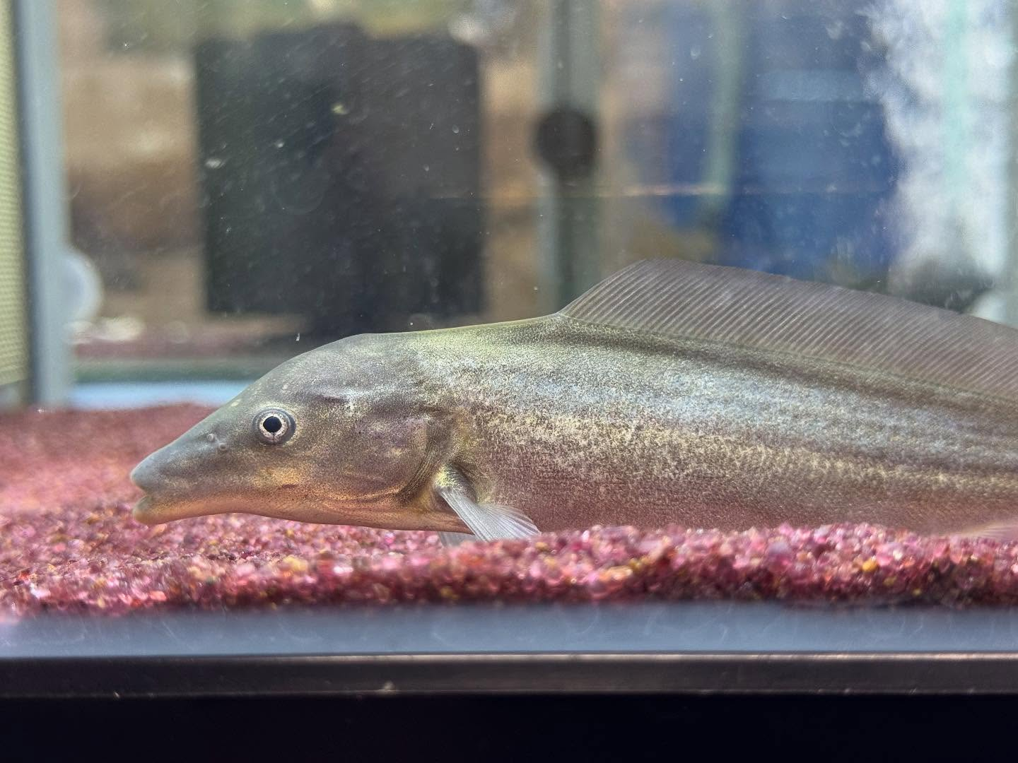 モルミルス ルメ (ドルフィンモルミルス)