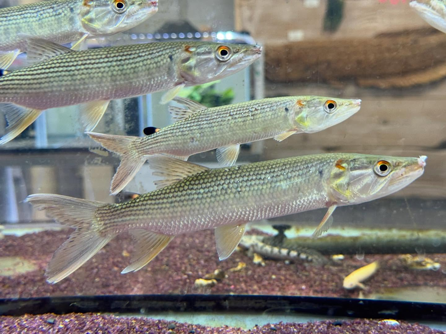 アフリカンパイクカラシン  ギニア産