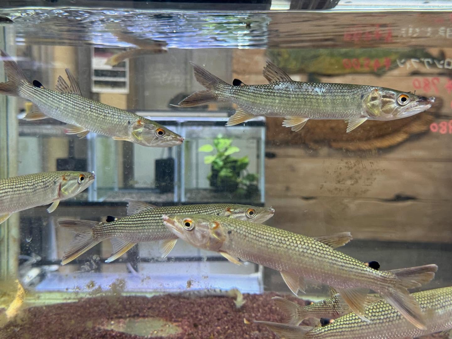 アフリカンパイクカラシン  ギニア産