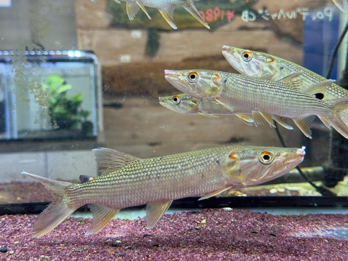 アフリカンパイクカラシン  ギニア産