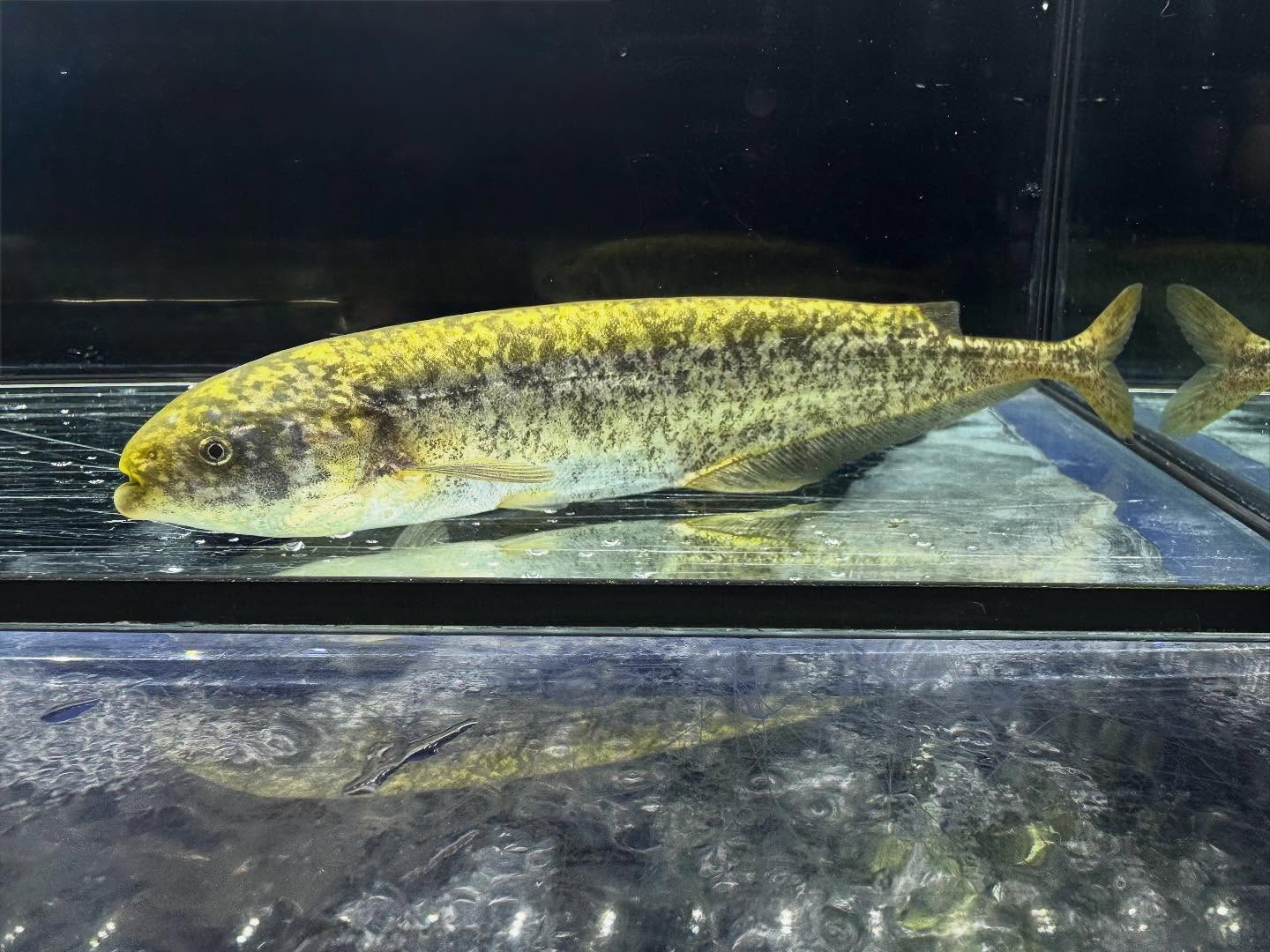 ヒペロピスス ベベ ナイジェリア産 17cm