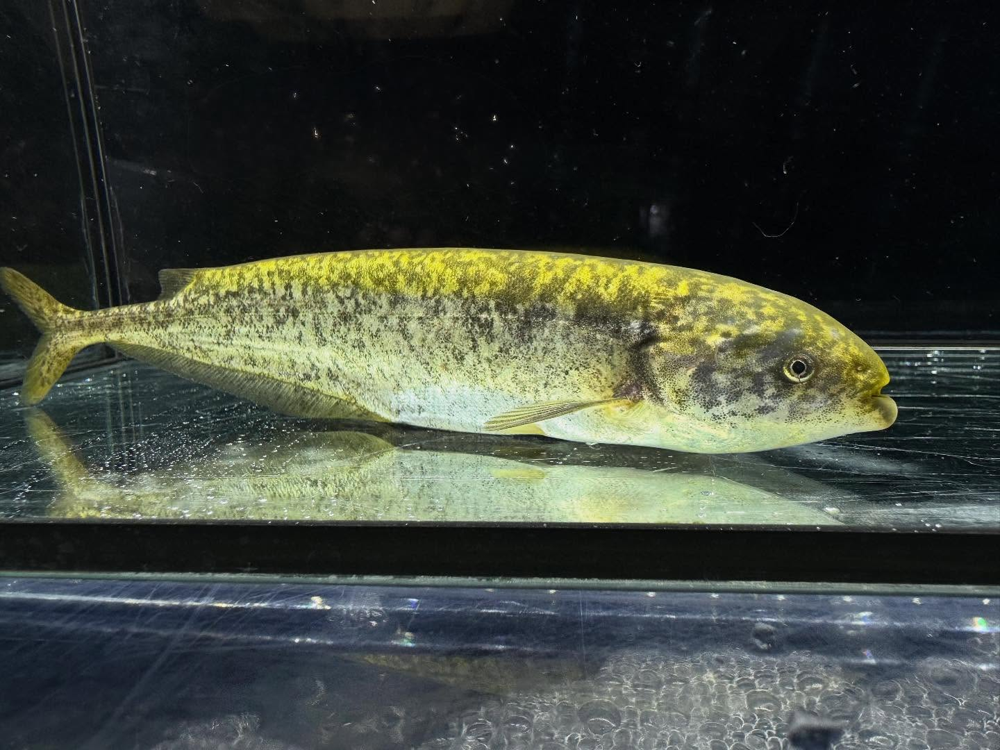 ヒペロピスス ベベ