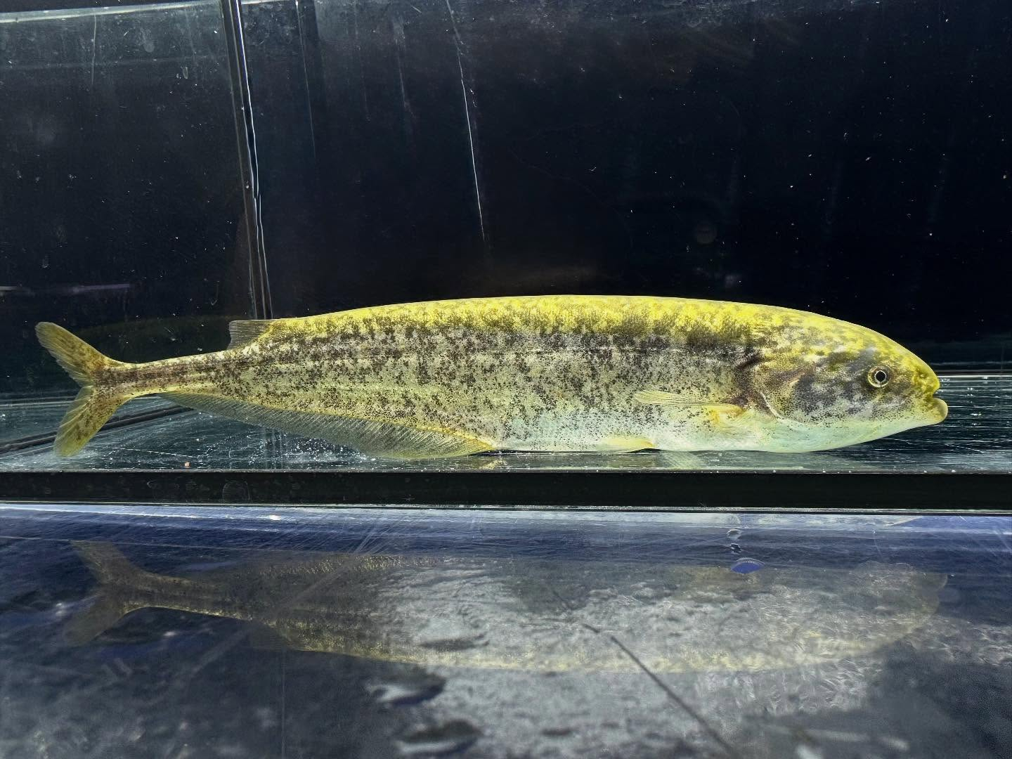 ヒペロピスス ベベ