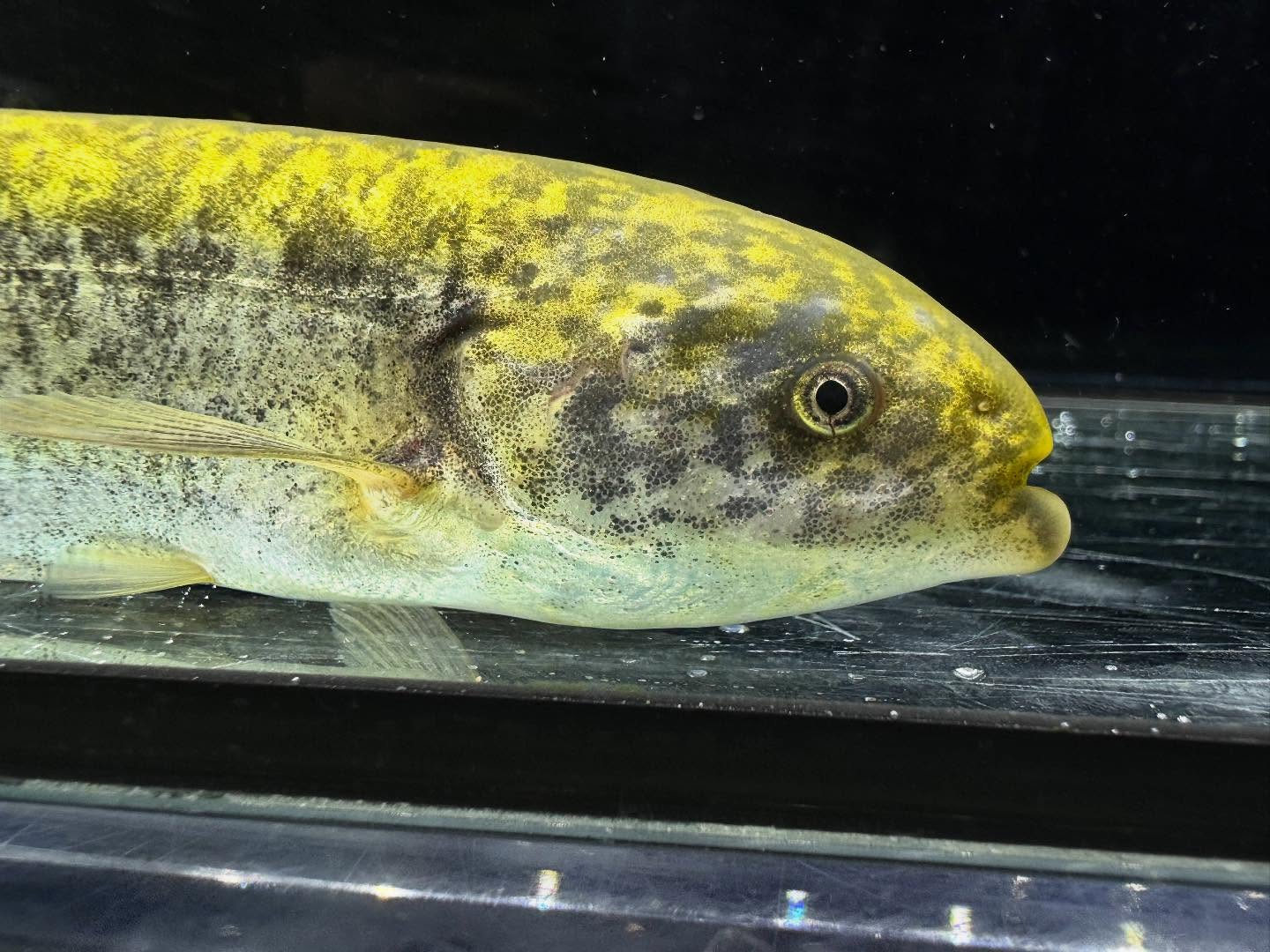 ヒペロピスス ベベ