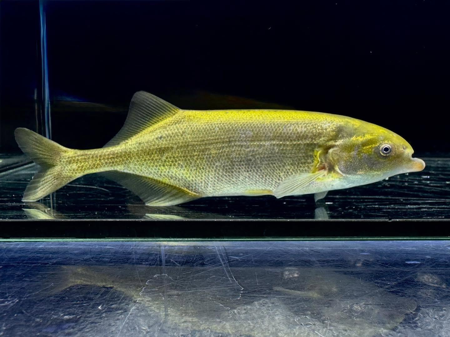 マルクセニウスsp.ナイジェリア ナイジェリア産 14cm