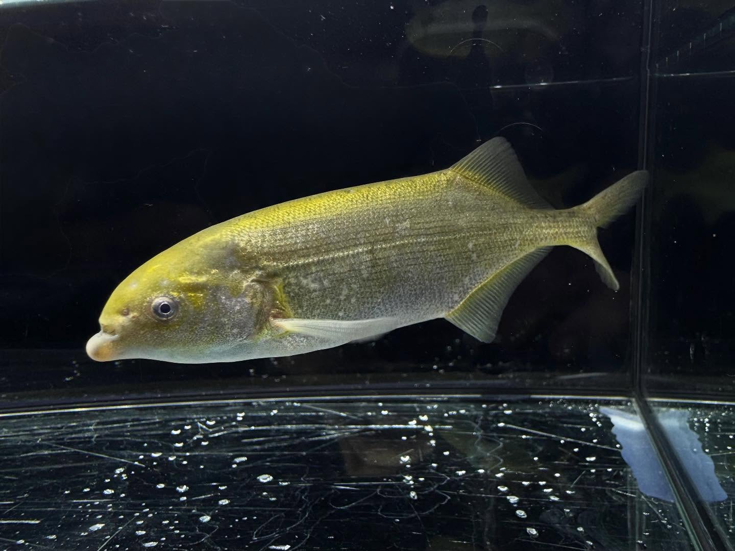 マルクセニウスsp.ナイジェリア