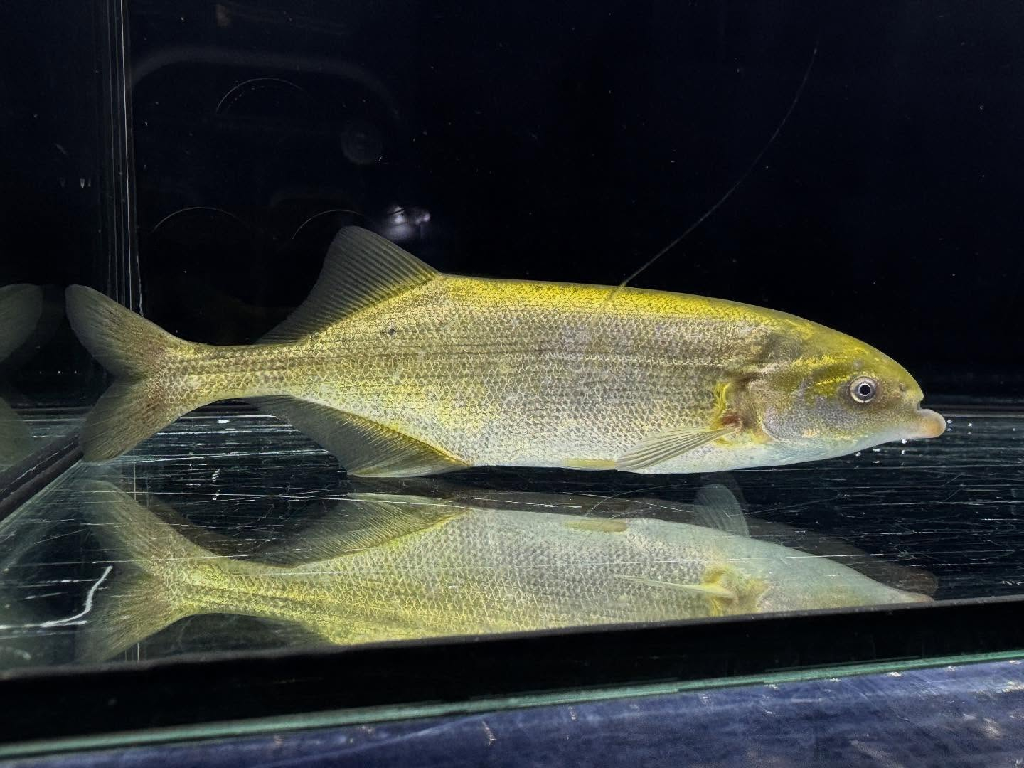 マルクセニウスsp.ナイジェリア