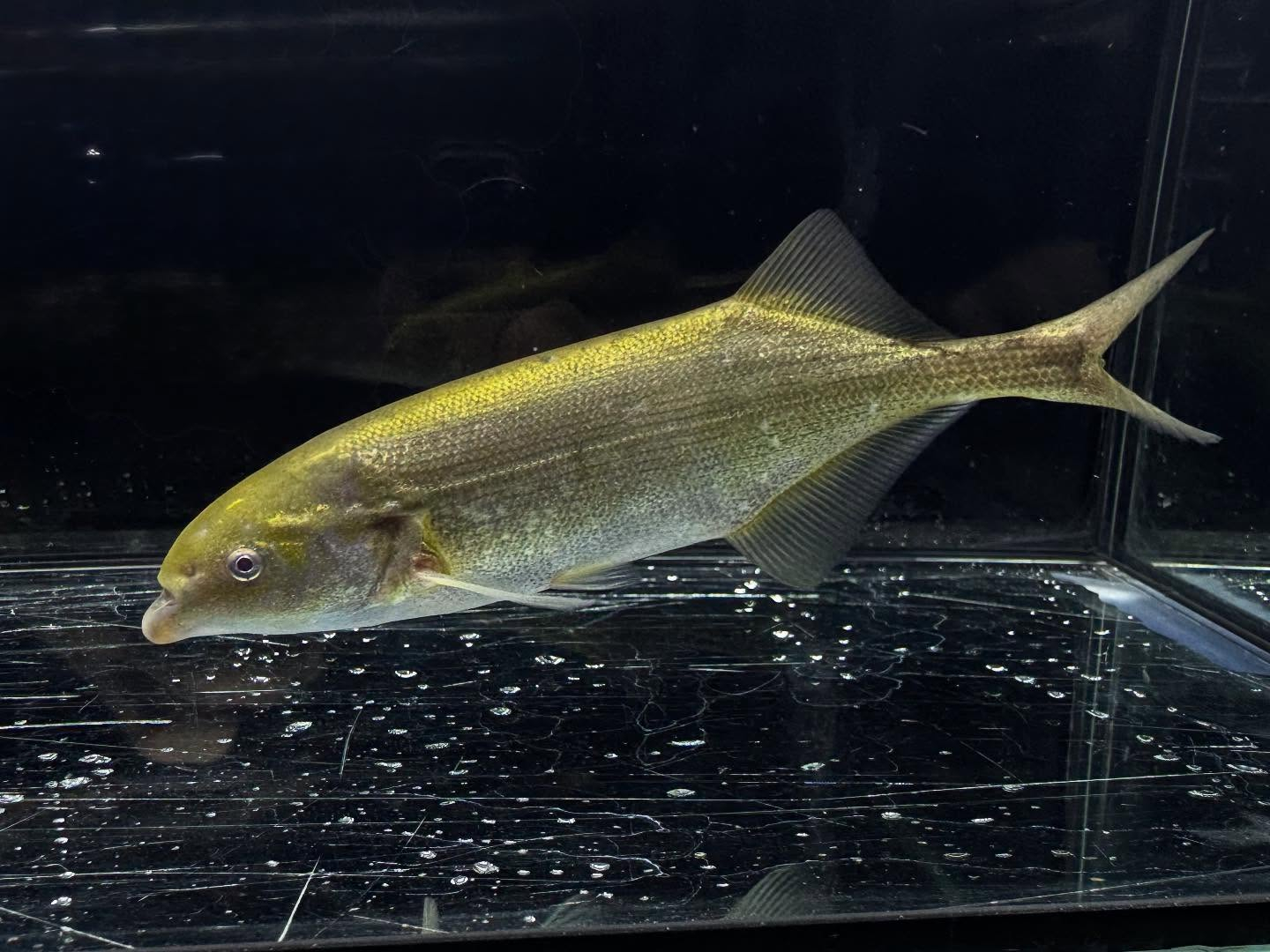 マルクセニウスsp.ナイジェリア