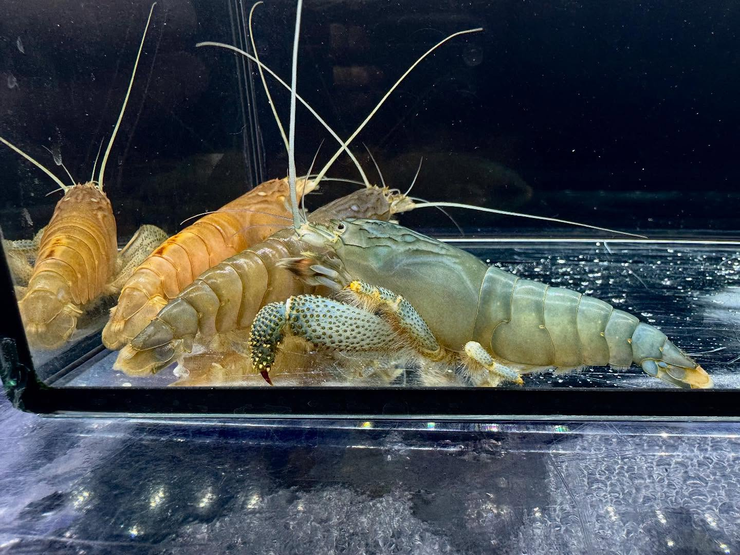 アフリカンロックシュリンプ