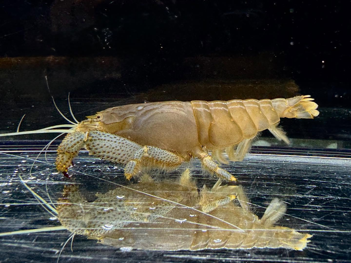 アフリカンロックシュリンプ