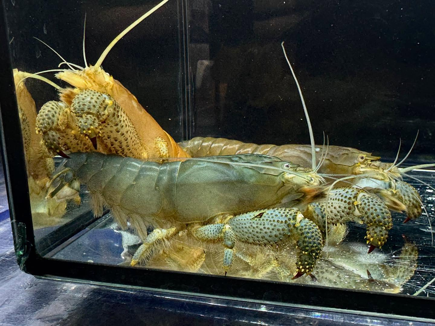 アフリカンロックシュリンプ