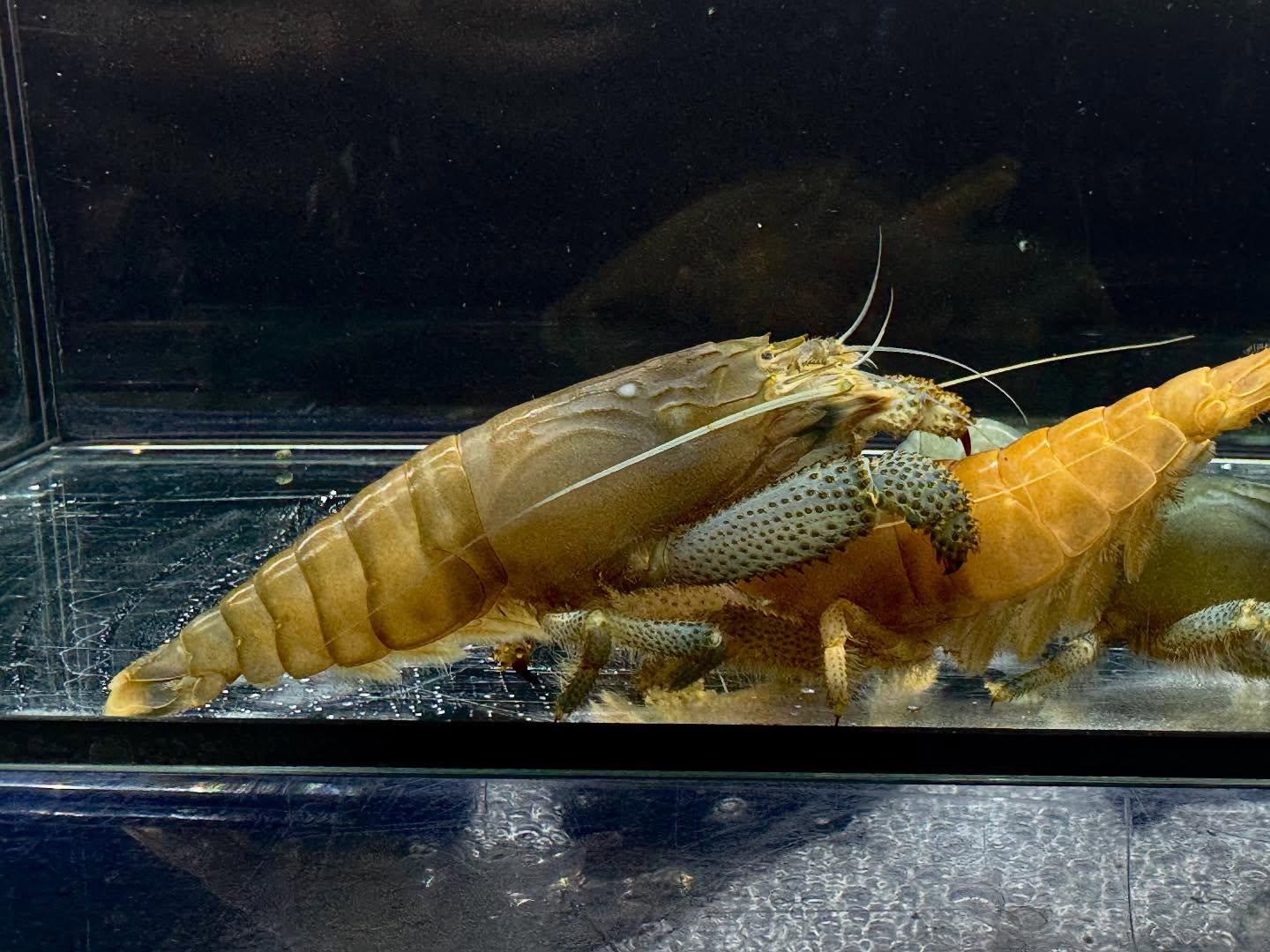 アフリカンロックシュリンプ