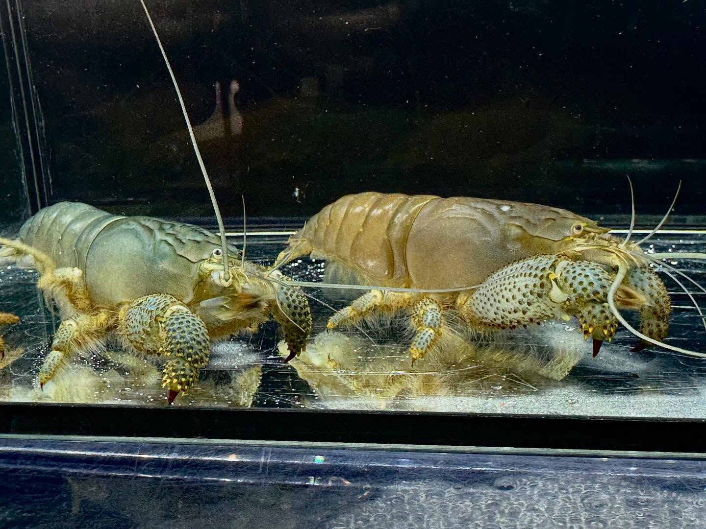 アフリカンロックシュリンプ