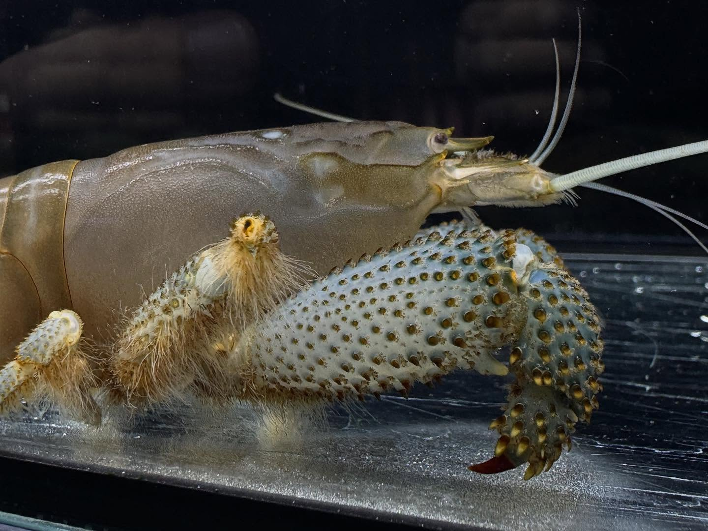 アフリカンロックシュリンプ