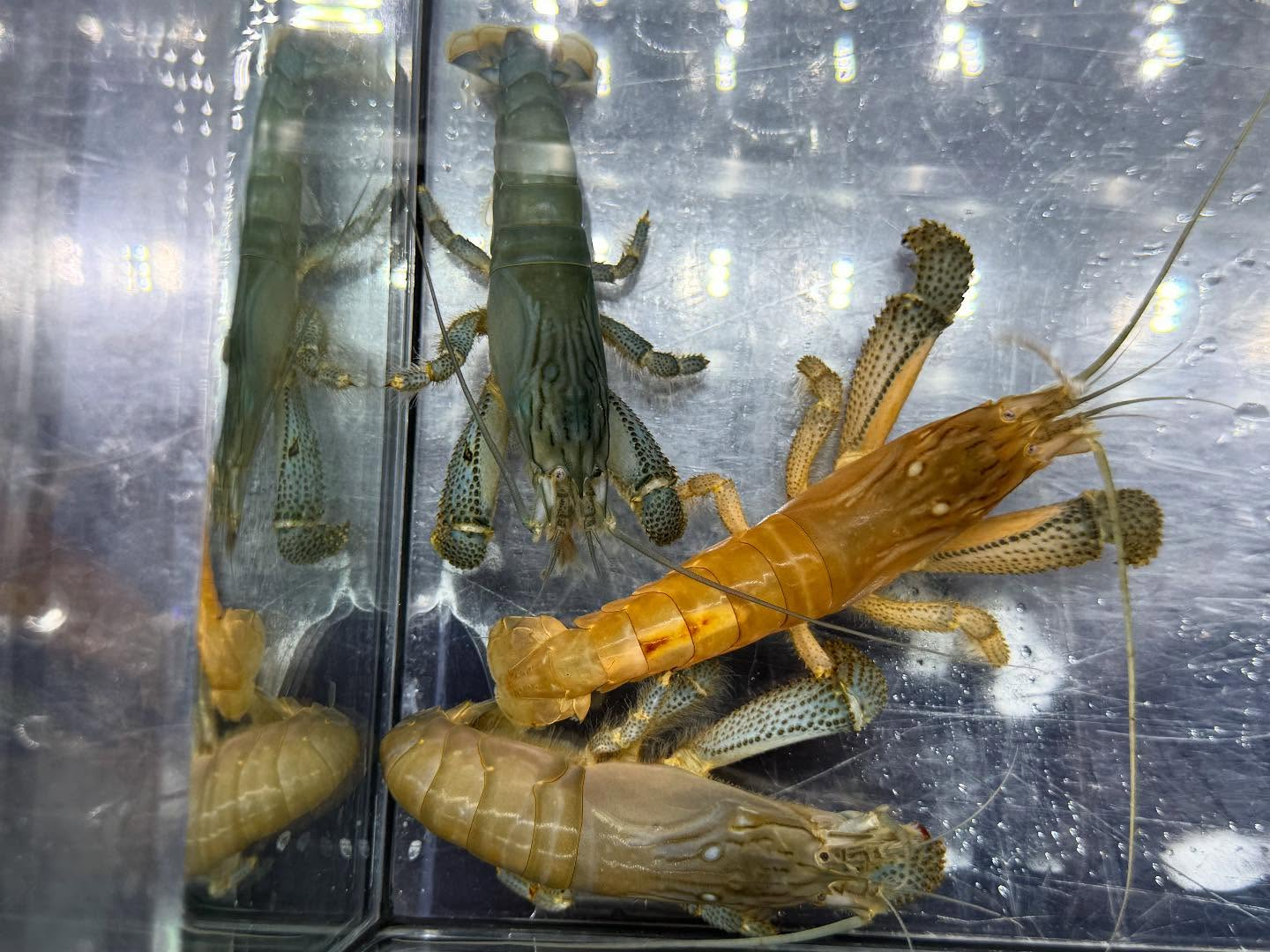 アフリカンロックシュリンプ