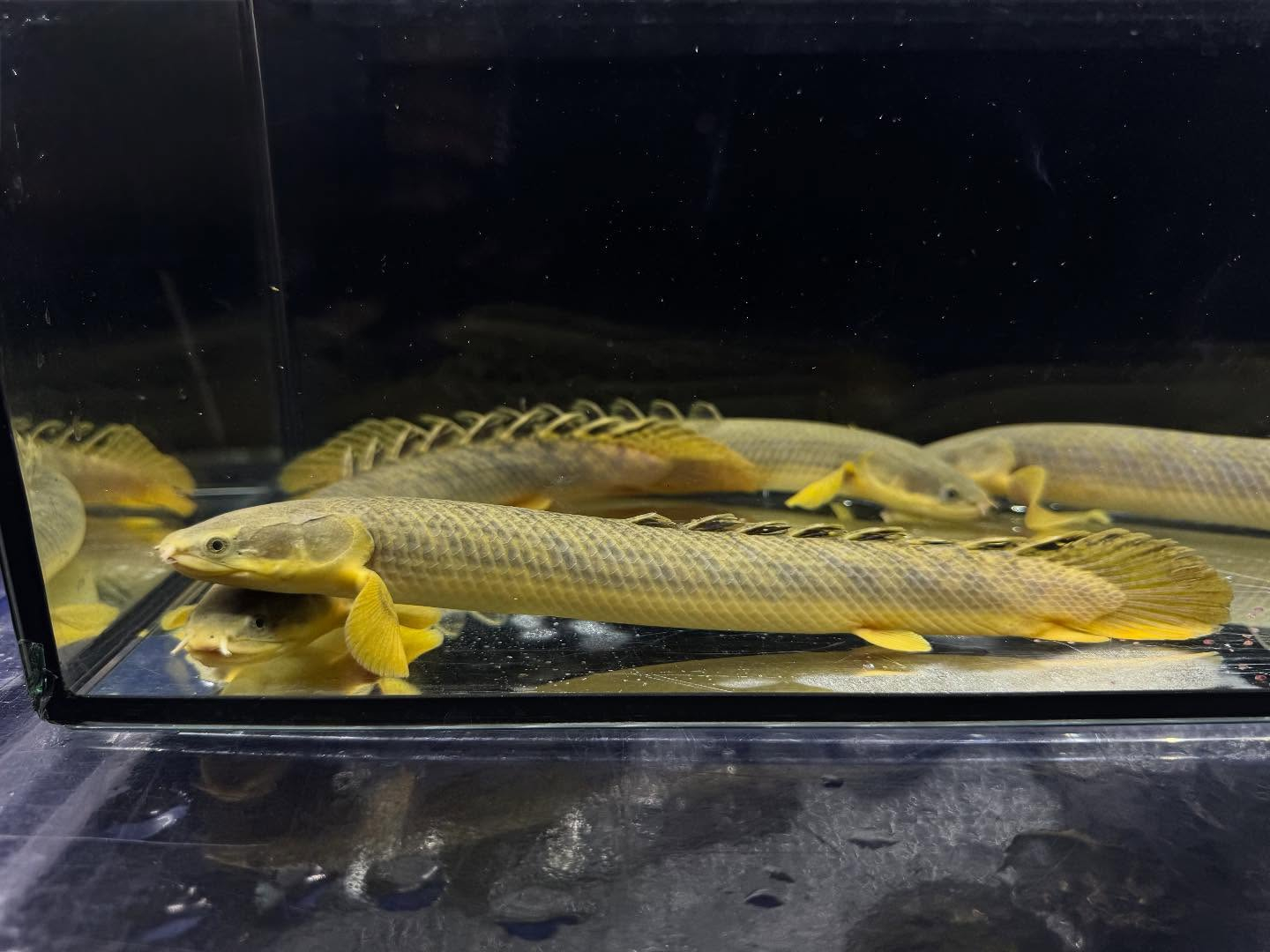 Po.パルマス ビュティコフェリー