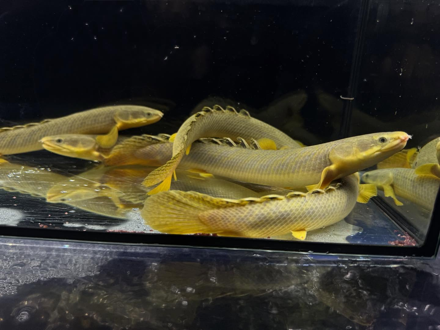 Po.パルマス ビュティコフェリー