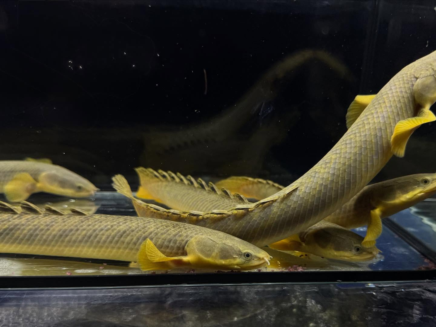 Po.パルマス ビュティコフェリー