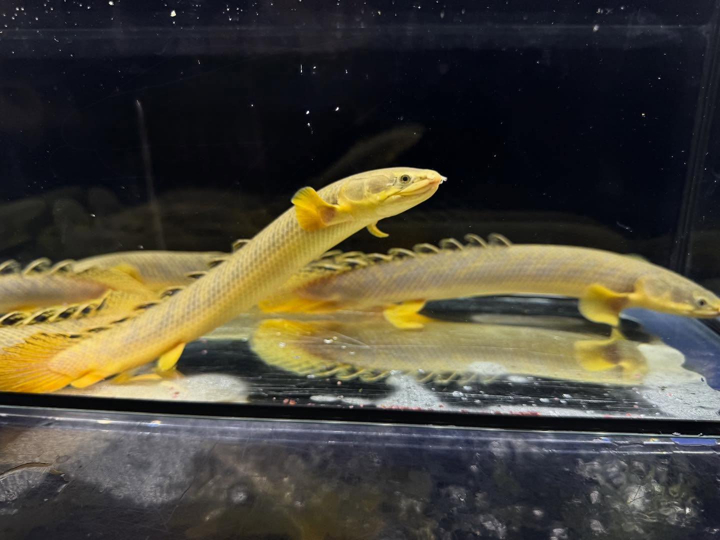 Po.パルマス ビュティコフェリー