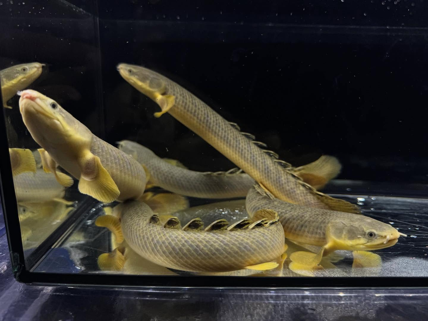 Po.パルマス ビュティコフェリー