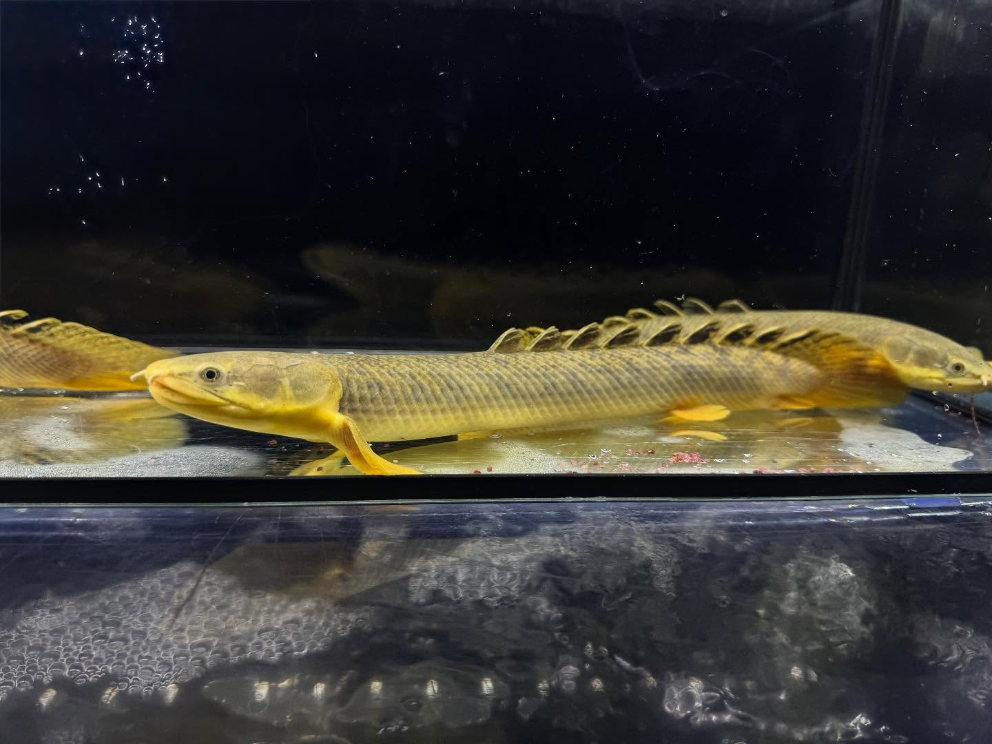 Po.パルマス ビュティコフェリー