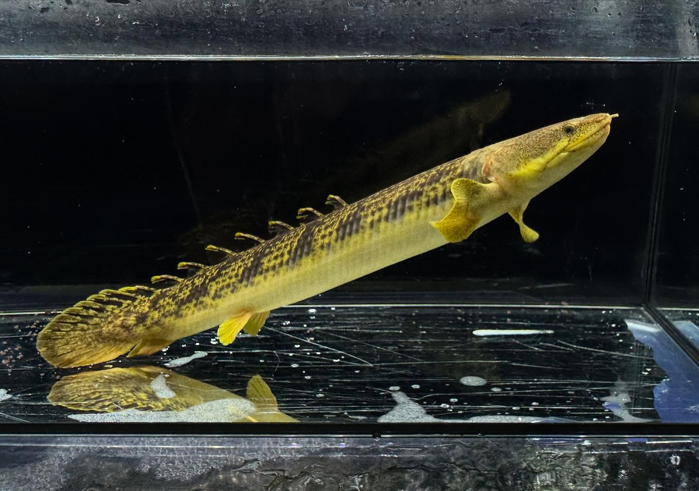 Po.パルマス ビュティコフェリー ギニア産 31cm 