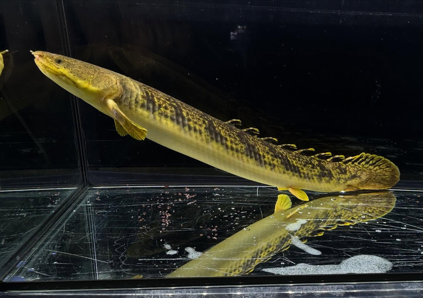 Po.パルマス ビュティコフェリー