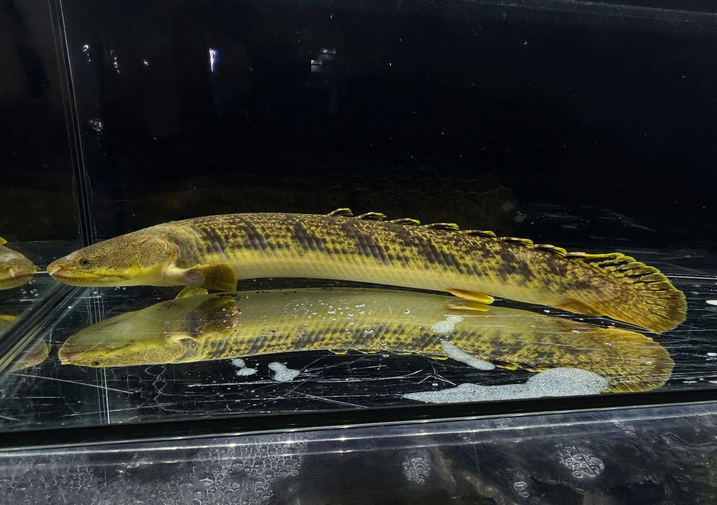 Po.パルマス ビュティコフェリー