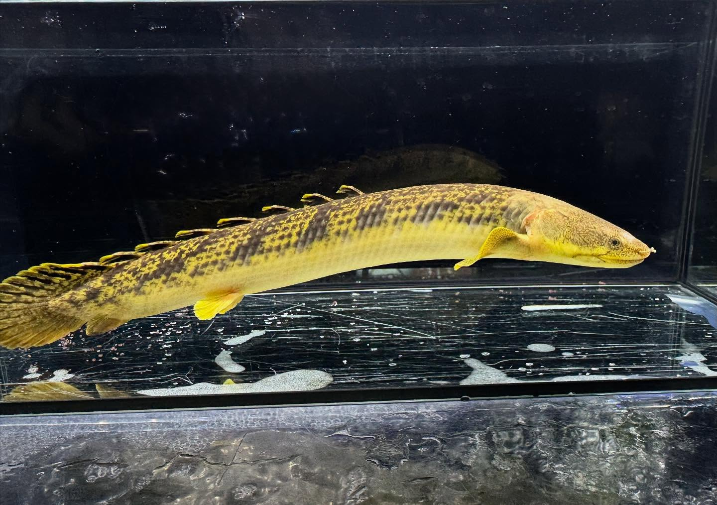 Po.パルマス ビュティコフェリー